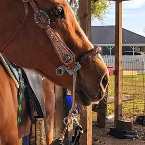 Mechanical hackamore